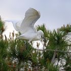 L'aigrette garzette...