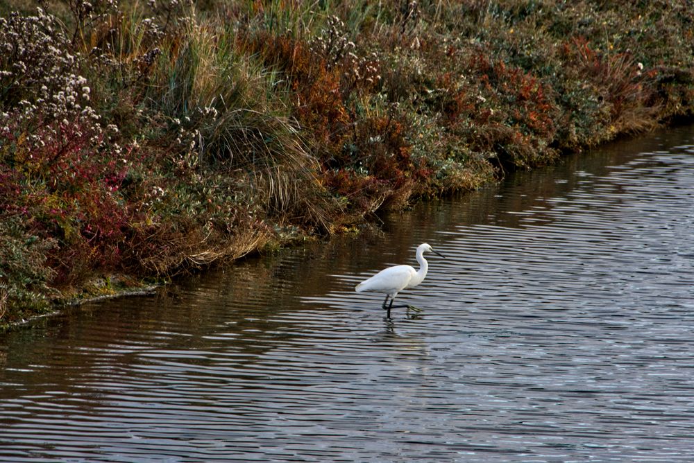 L'Aigrette garzette