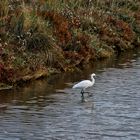 L'Aigrette garzette