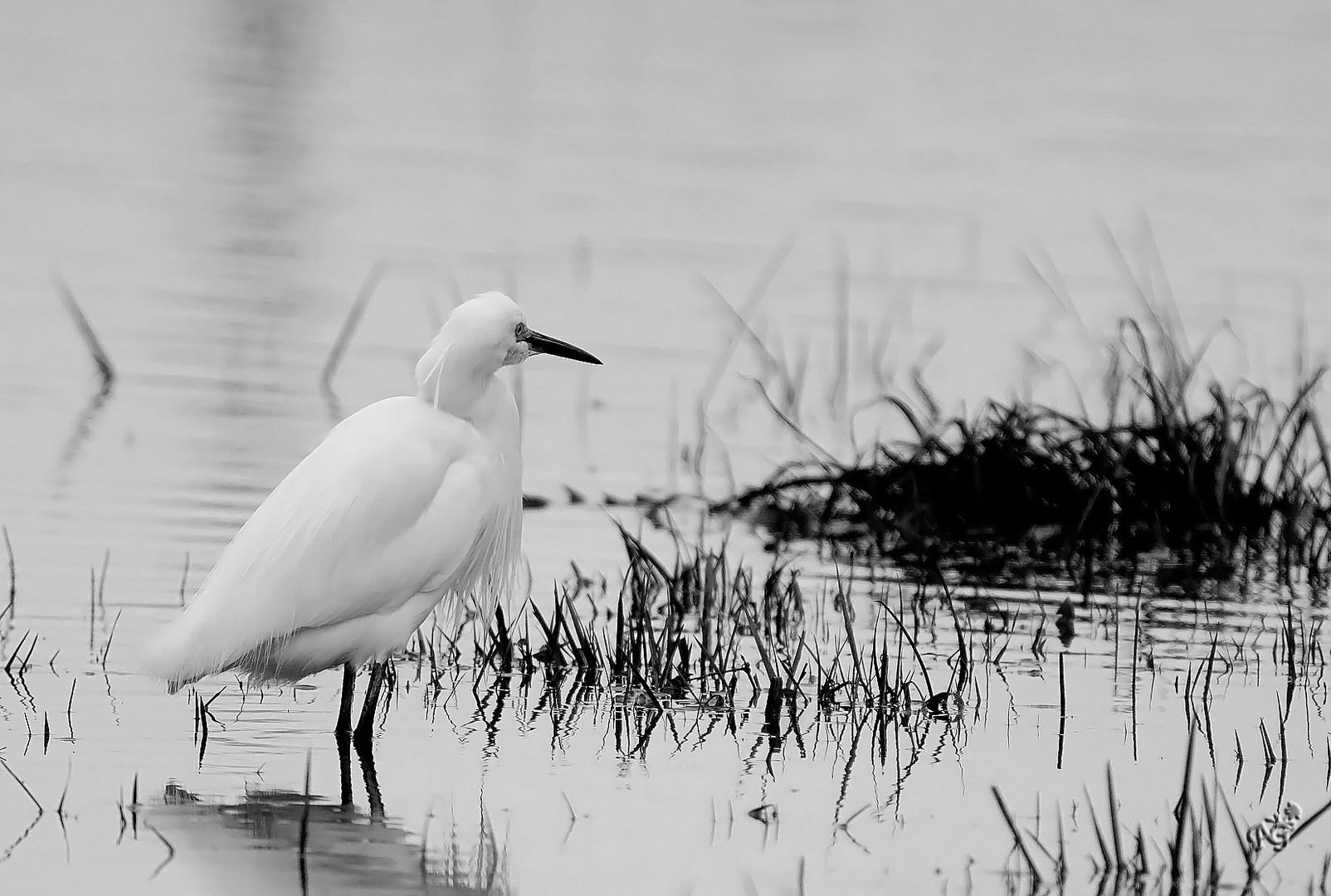 L'aigrette garzette au marais