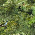 L’aigrette garzette aux aguets