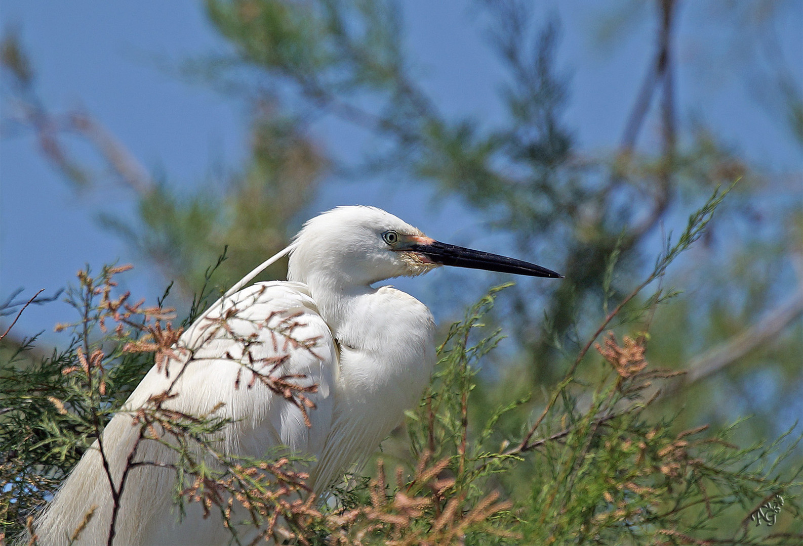 L'aigrette garzette