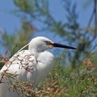 L'aigrette garzette