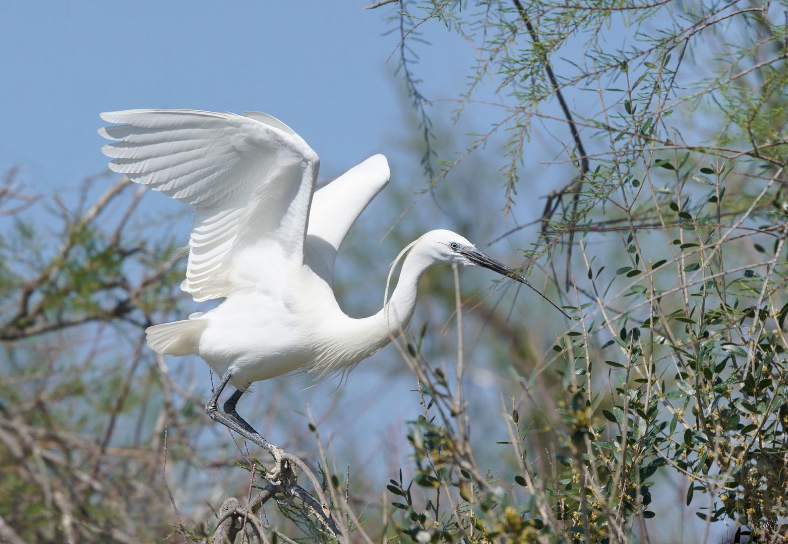 l'aigrette garzette ... construction du nid ......