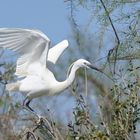 l'aigrette garzette ... construction du nid ......