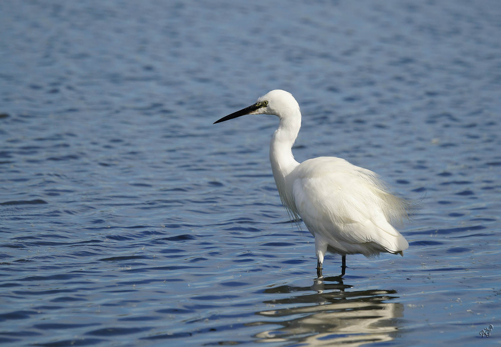 L'aigrette garzette