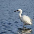 L'aigrette garzette