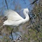 L'aigrette garzette