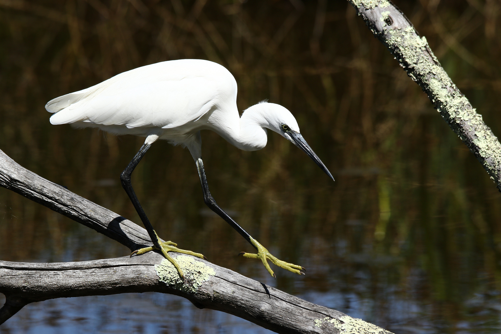 l'aigrette garzette !!!