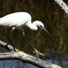 l'aigrette garzette !!!