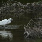 l'Aigrette Garzette et sa modeste peche