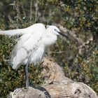 L'aigrette garzette