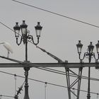 L'Aigrette garzette sur la ligne de chemin de fer