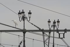 L'Aigrette garzette sur la ligne de chemin de fer