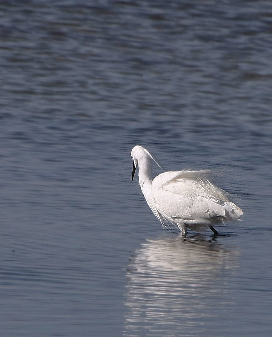 L'aigrette guette