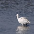 L'aigrette guette