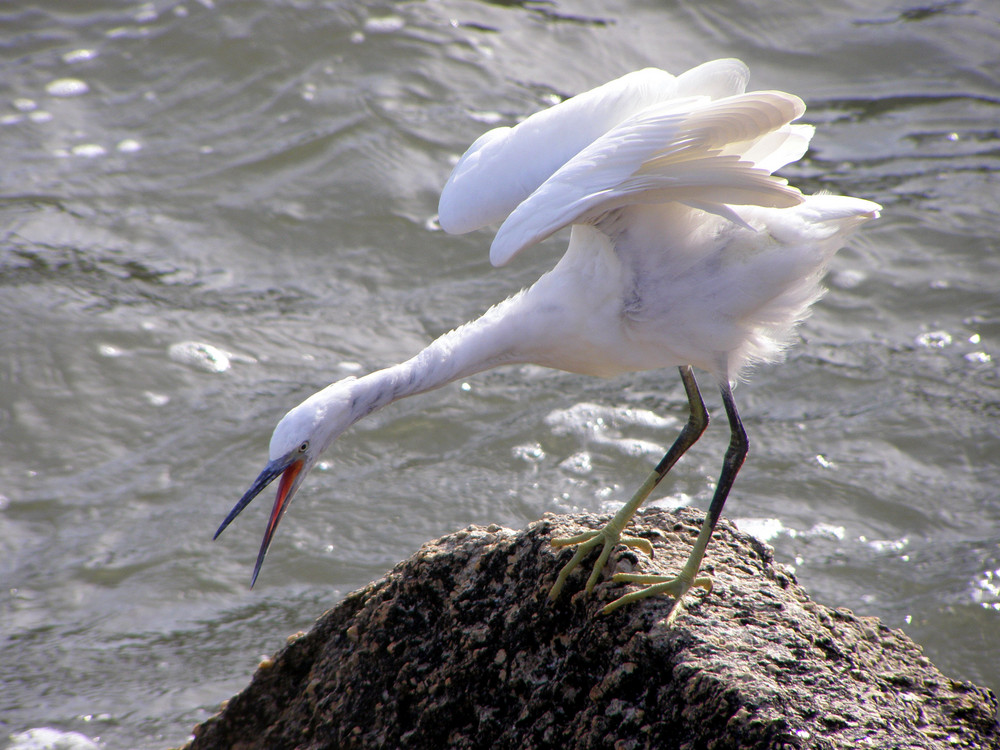 L'aigrette II