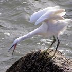 L'aigrette II