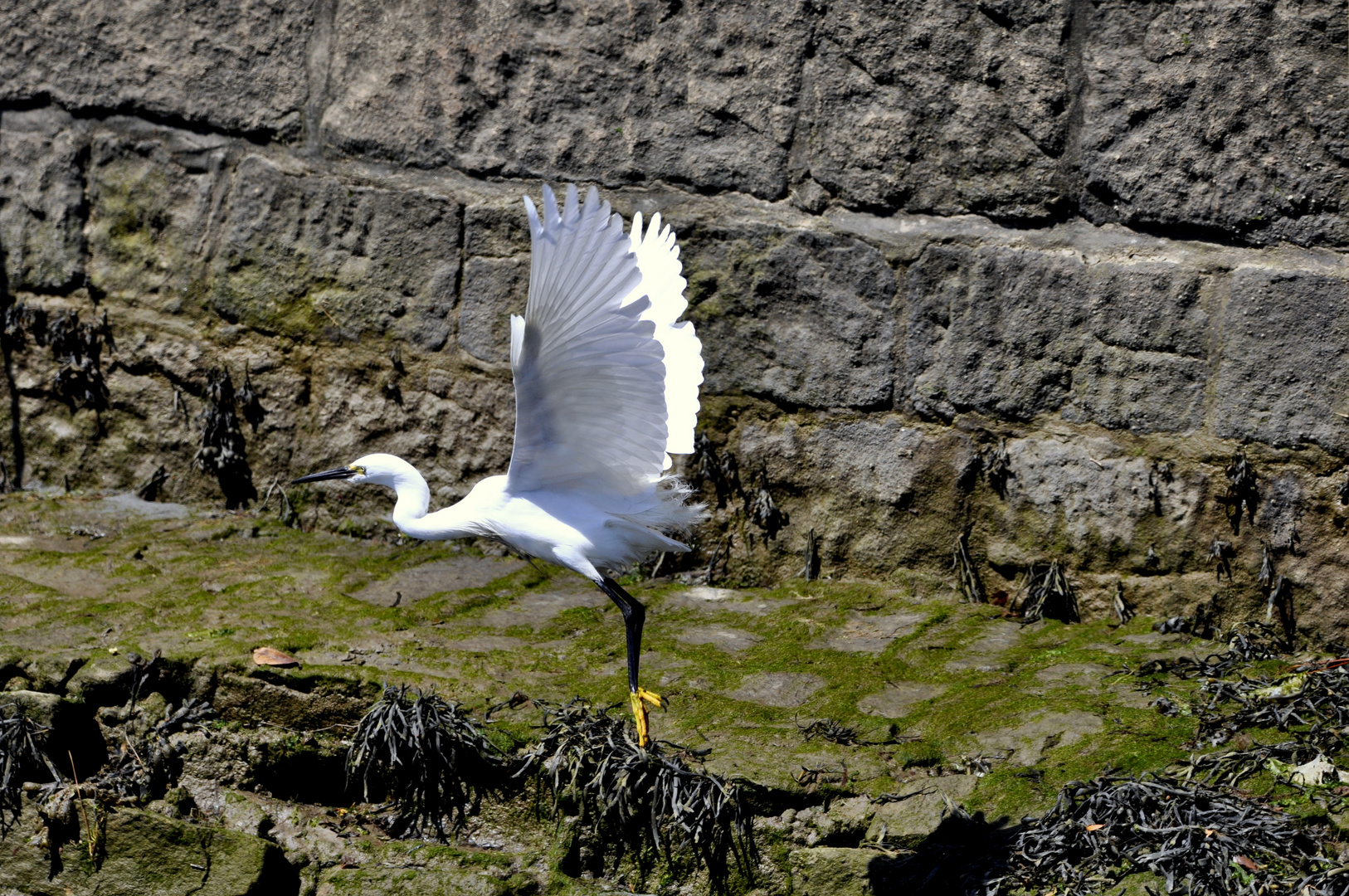 l'aigrette prend son envol !!!