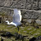 l'aigrette prend son envol !!!