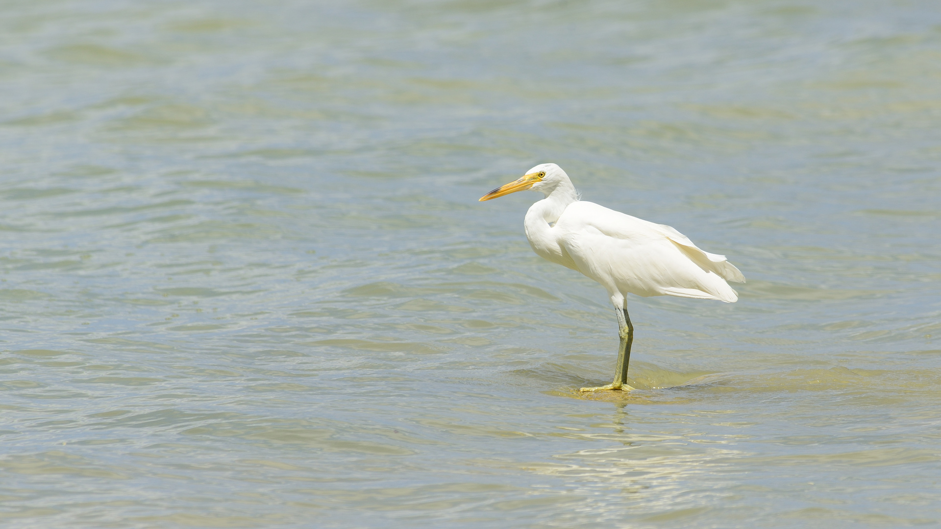 L'aigrette sacrée de Niau