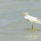 L'aigrette sacrée de Niau