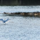 L'aigrette s'envole !