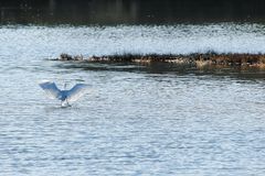 L'aigrette s'envole !