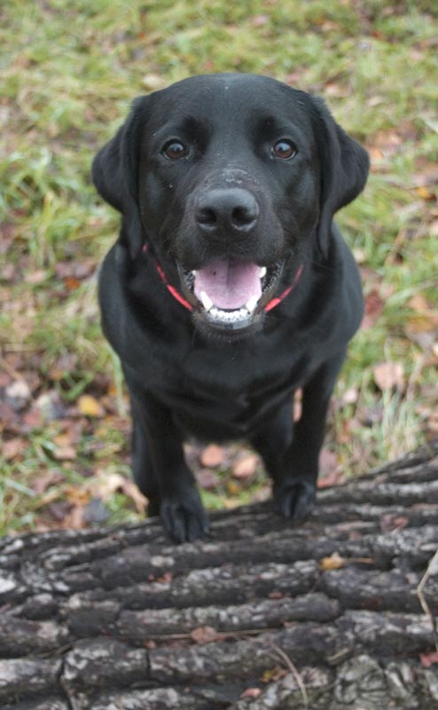 Laika beim Stämmen