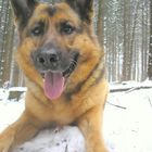 Laika im Schnee