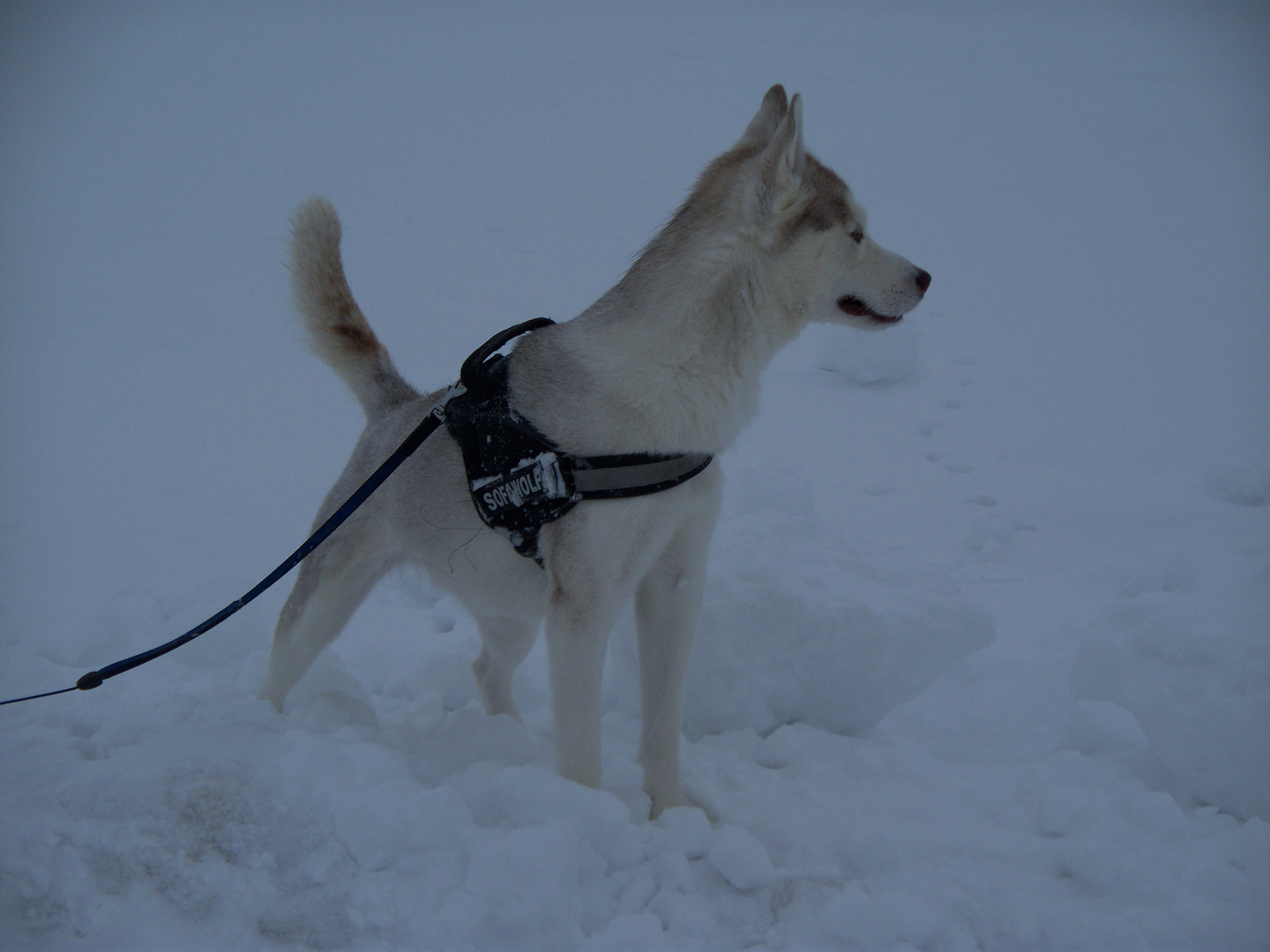 Laika im Schneesturm