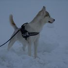 Laika im Schneesturm