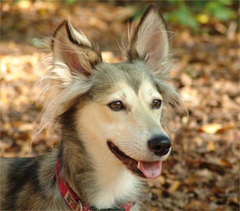 Laika - unser Sonnenschein