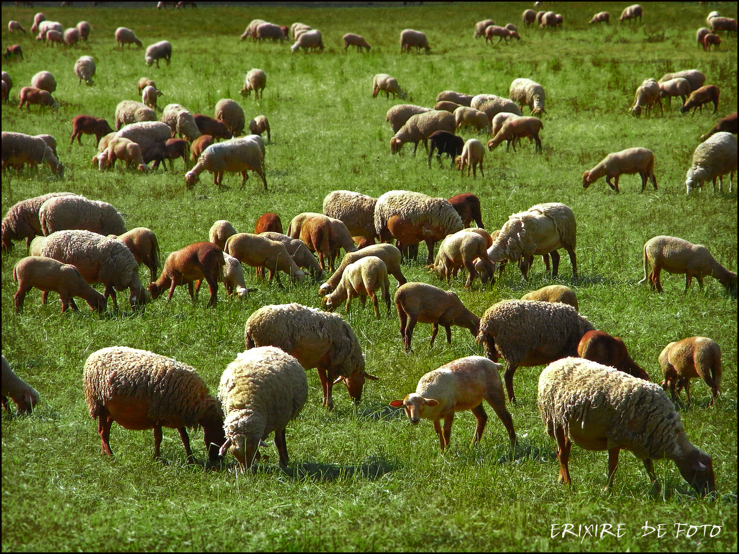 laine de vert