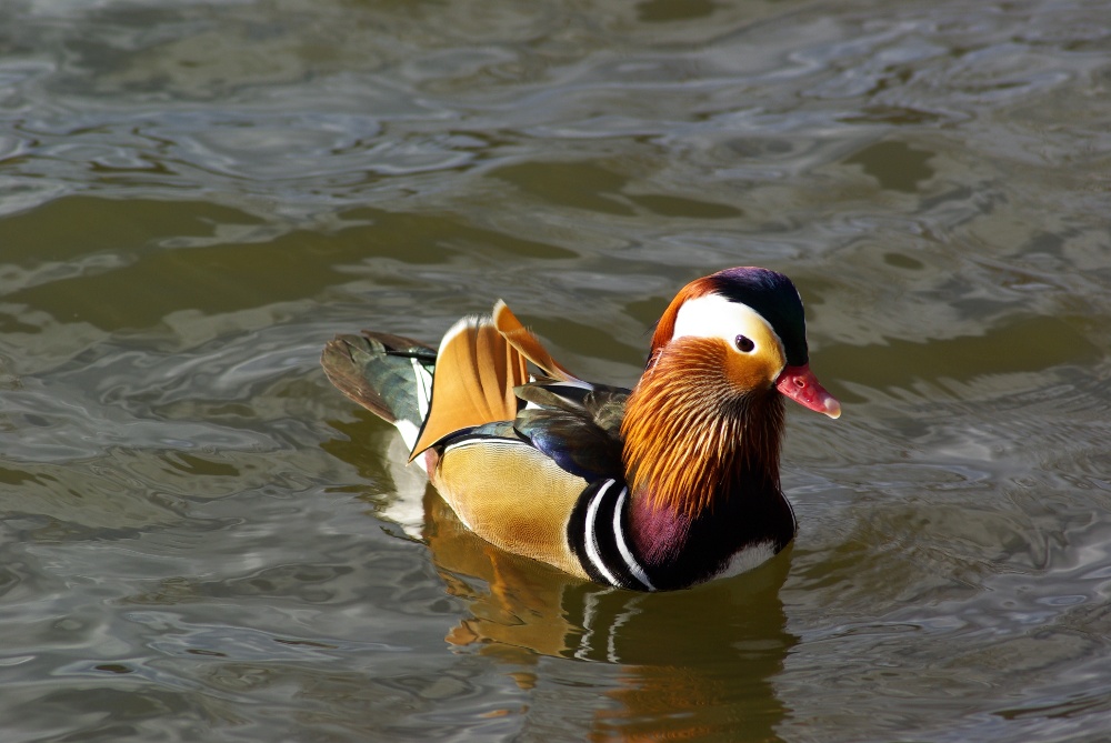 Lainzer Paradiesente (Mandarinente)