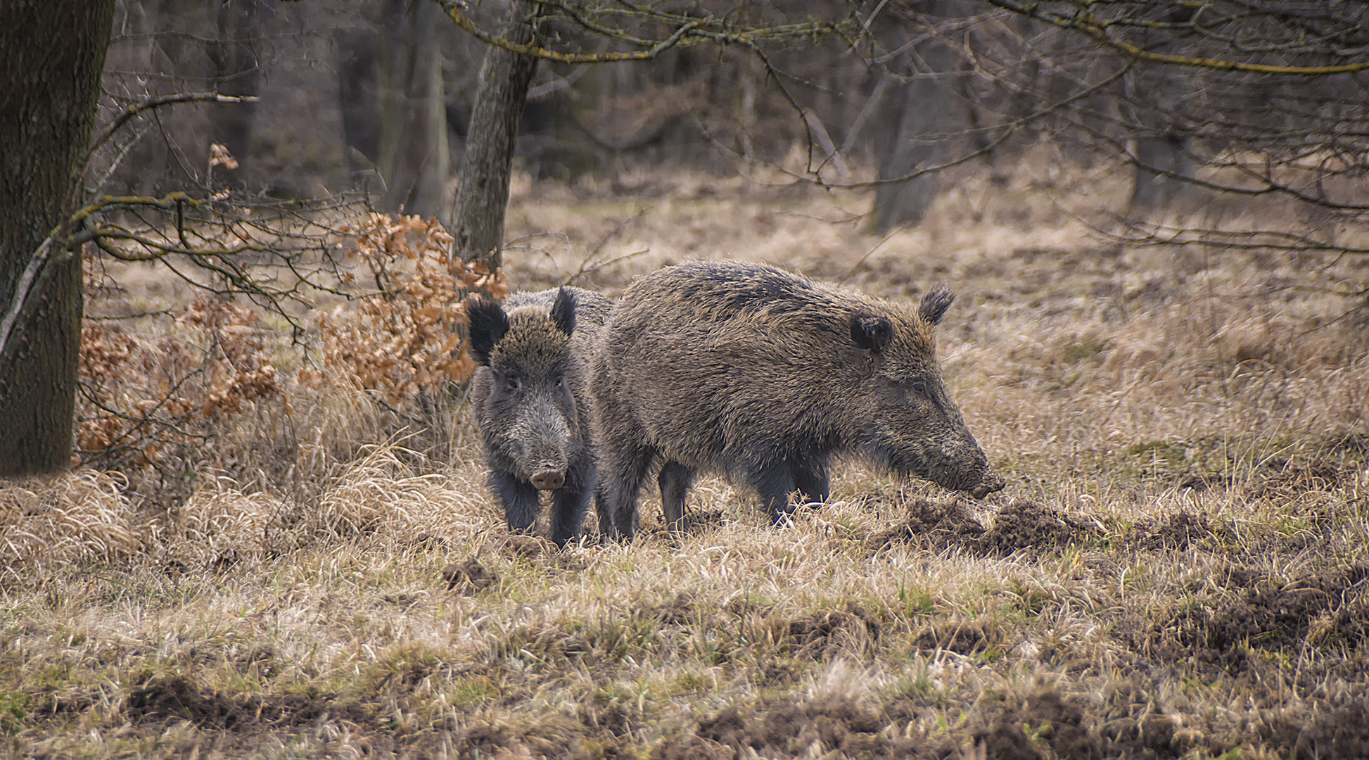 Lainzer Tiergarten Foto & Bild natur, tiere, wildlife Bilder auf