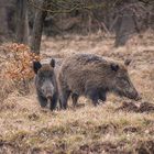 Lainzer Tiergarten