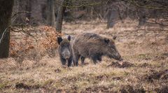 Lainzer Tiergarten