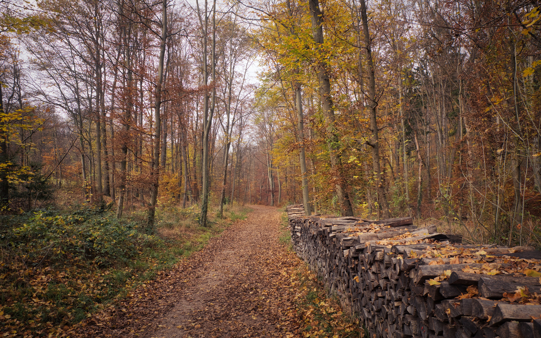 Lainzer Tiergarten