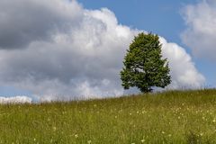 Lainzer Tiergarten
