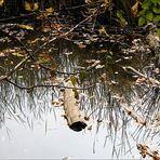 Lainzer Tiergarten im Herbst - 2