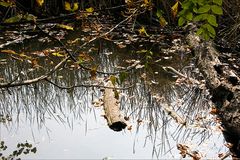 Lainzer Tiergarten im Herbst - 2