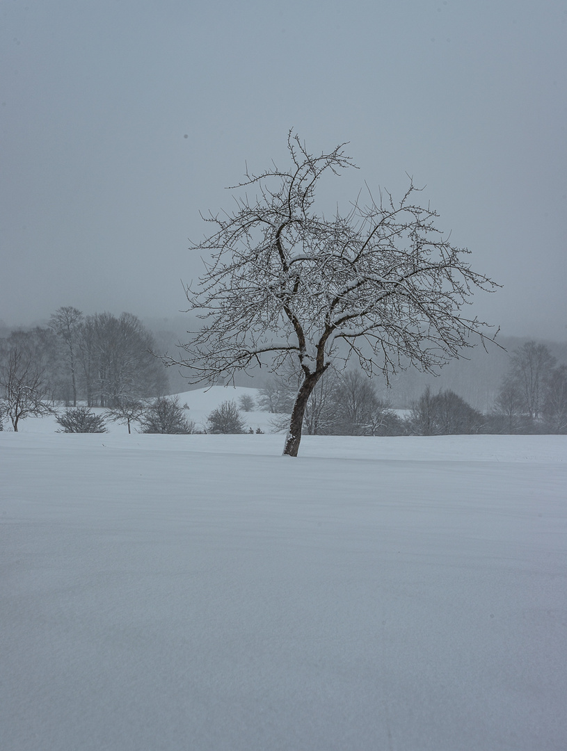 LAINZER TIERGARTEN IM SCHNEE 