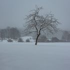 LAINZER TIERGARTEN IM SCHNEE 