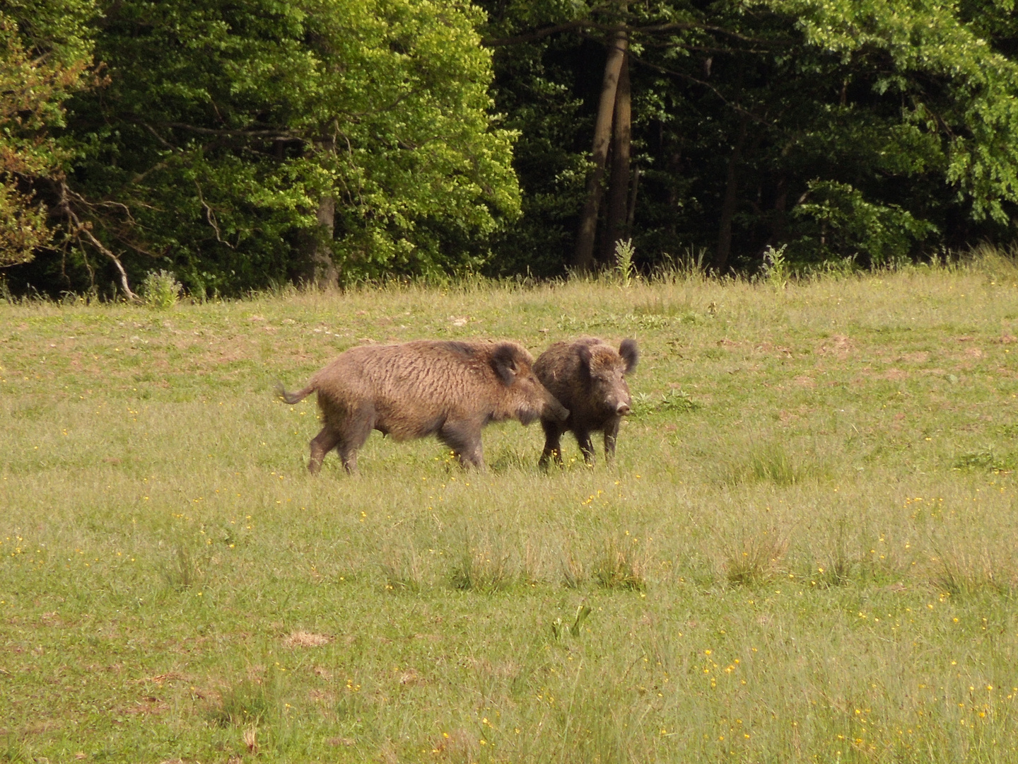 Lainzer Tierpark