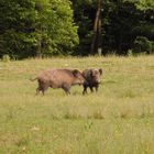 Lainzer Tierpark