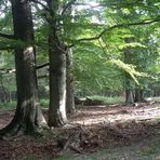 Lainzertiergarten September 2005