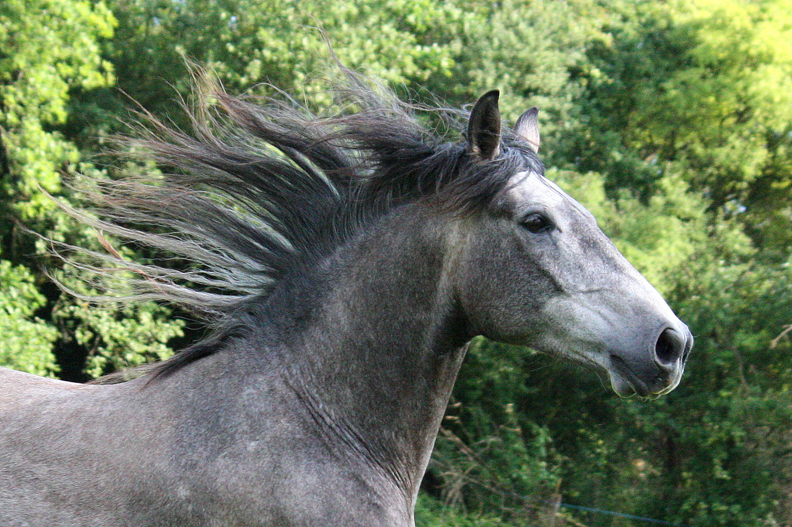 L'air du paradis est celui qui souffle entre les oreilles d'un cheval