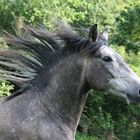 L'air du paradis est celui qui souffle entre les oreilles d'un cheval