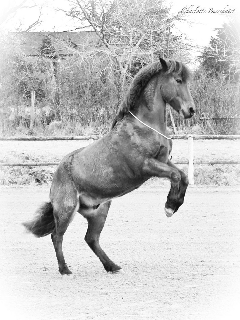 L’air du paradis est celui qui souffle entre les oreilles d’un cheval.